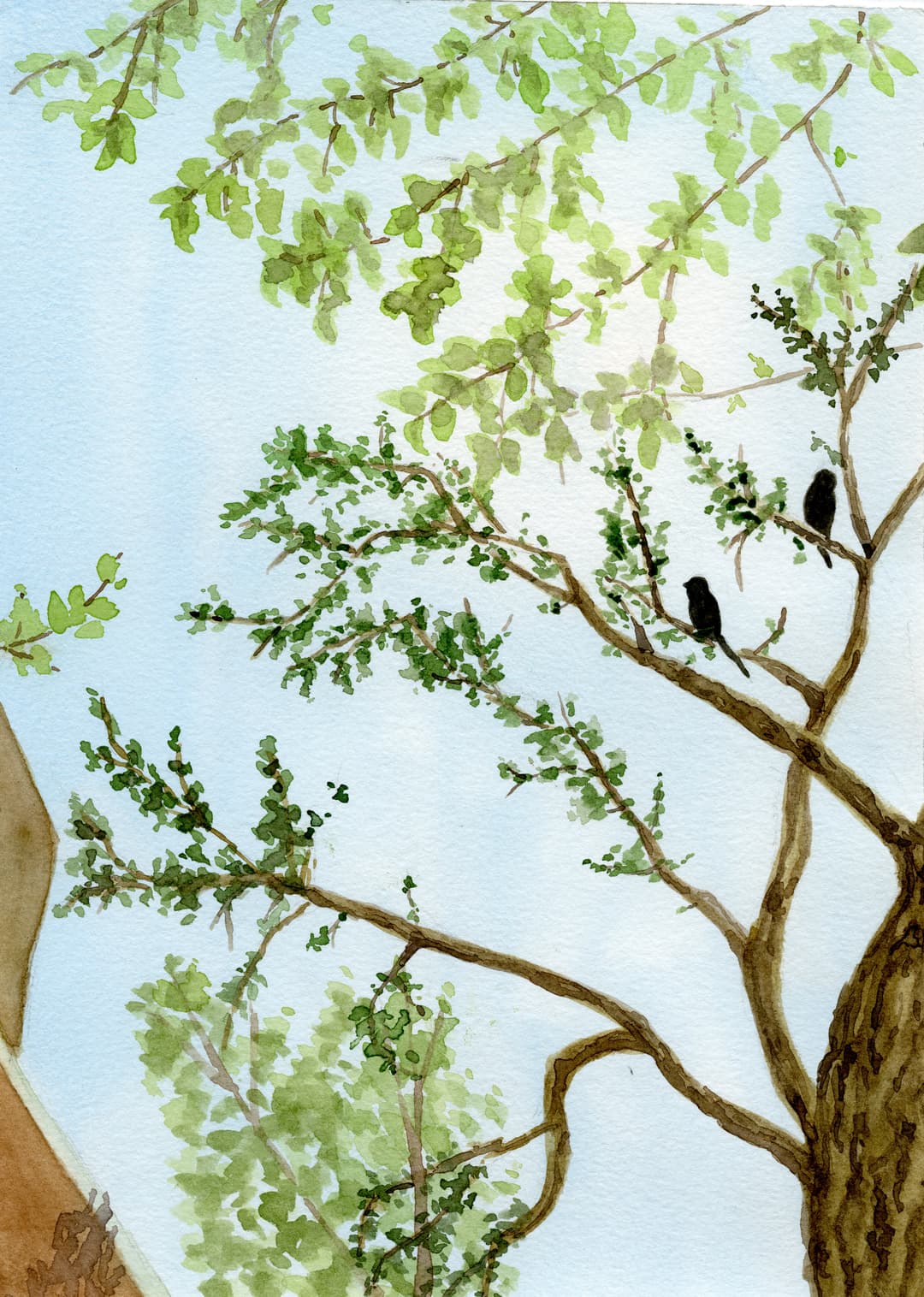 Plein air watercolor painting of the sky and trees