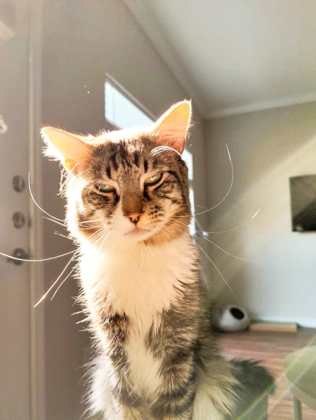 Photo of a cat (rainbow 1)