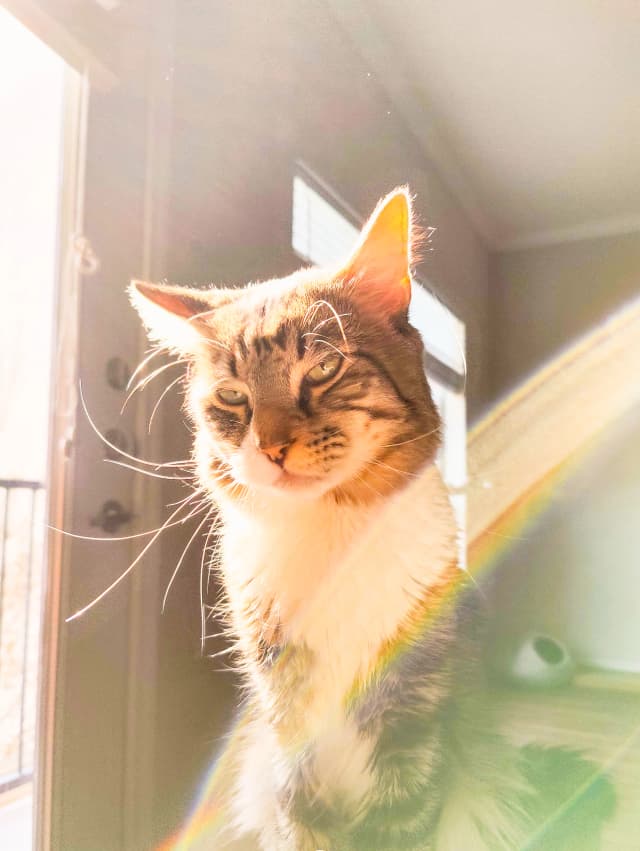 Photo of a cat (rainbow 2)