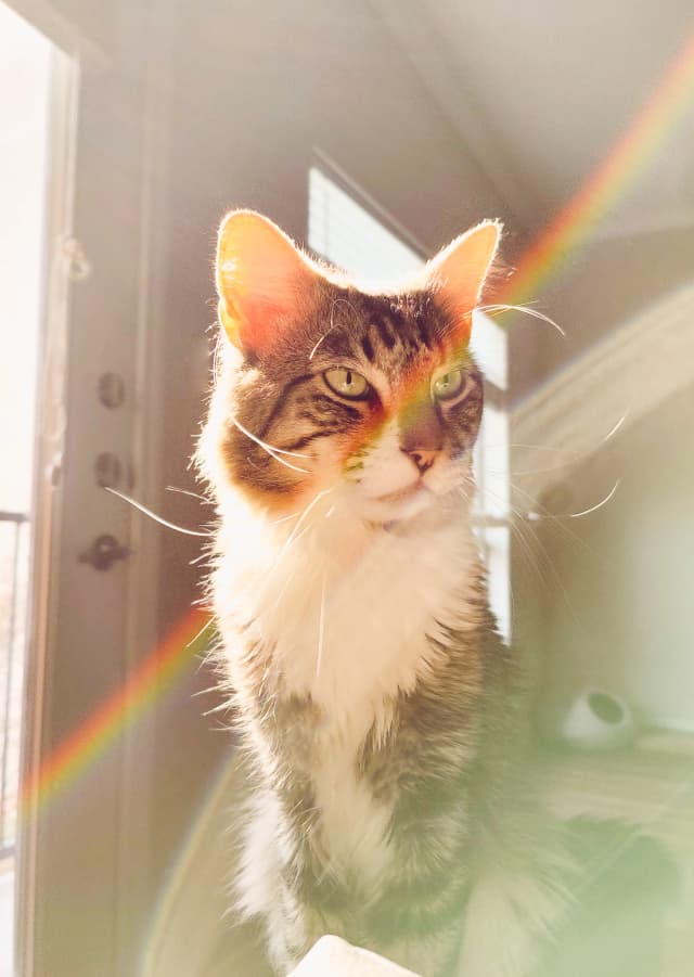 Photo of a cat (rainbow 3)