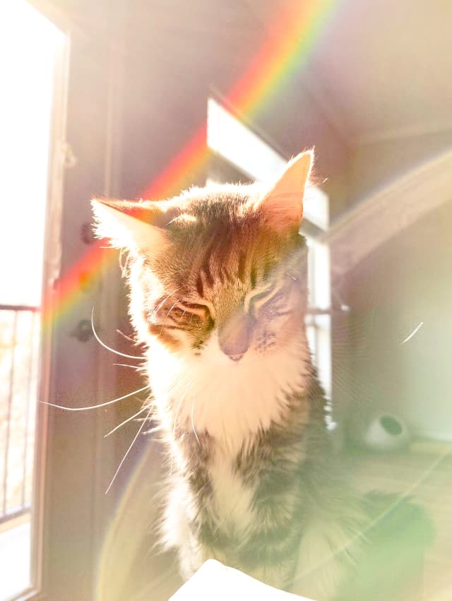 Photo of a cat (rainbow 4)