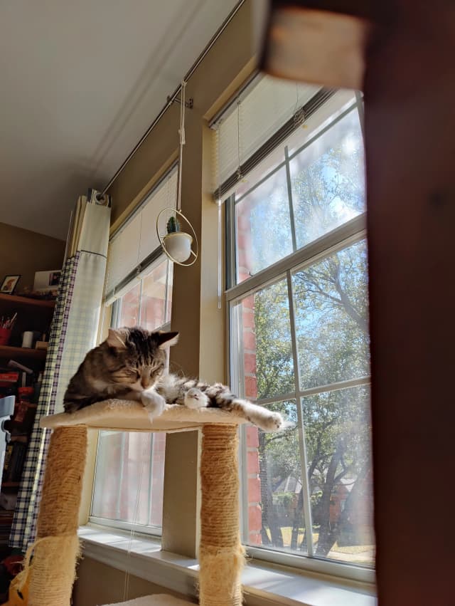 Photo of a cat on a cat tree