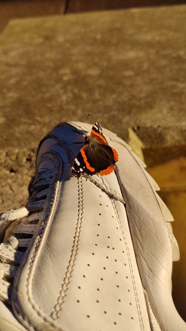 Photo of a butterfly on a shoe 1