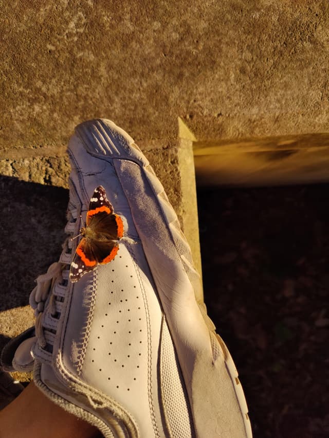 Photo of a butterfly on a shoe 2