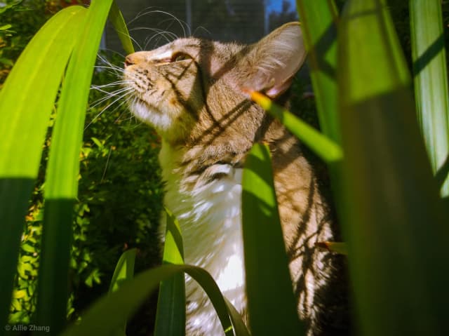 Photo of a cat in grass