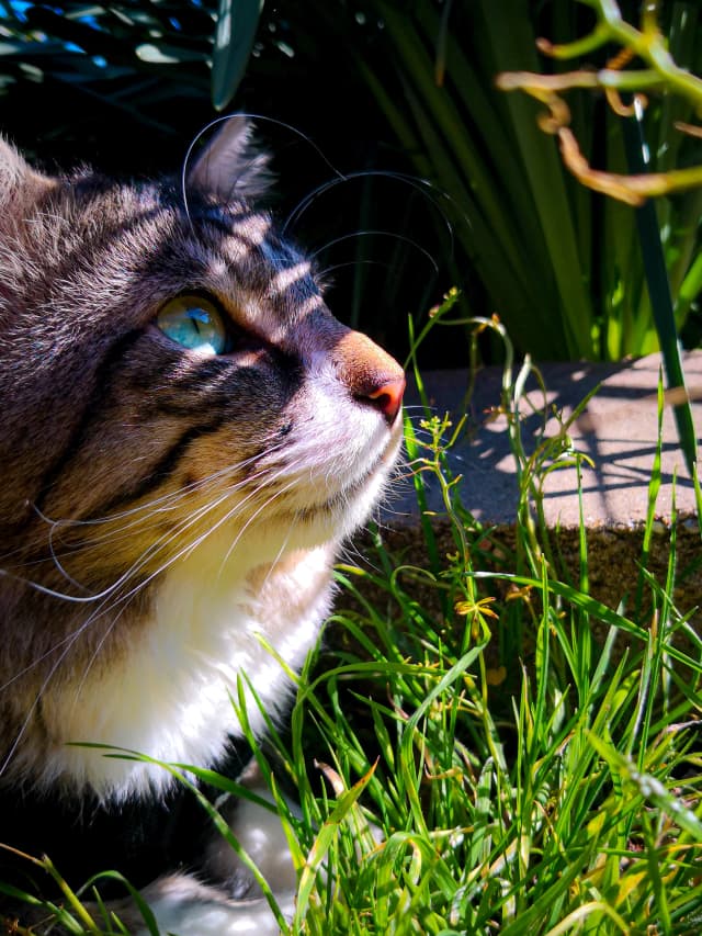 Photo of a cat in grass (shadow)