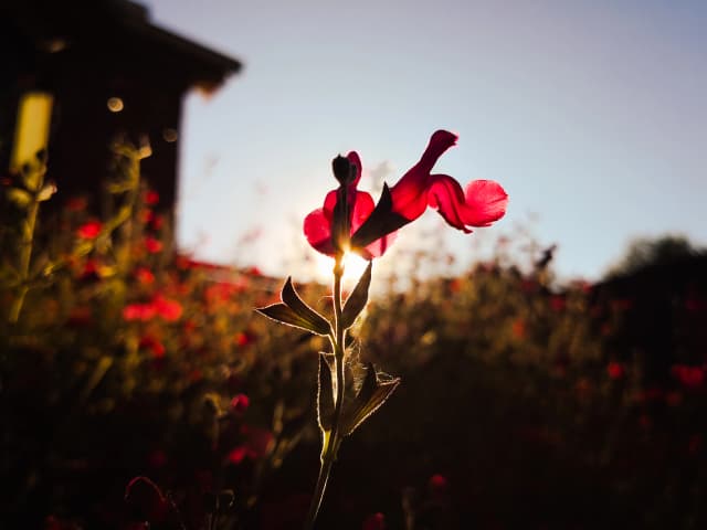 Photo of a pink flower (close)