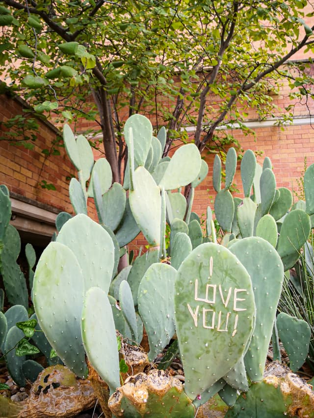 Photo of cacti