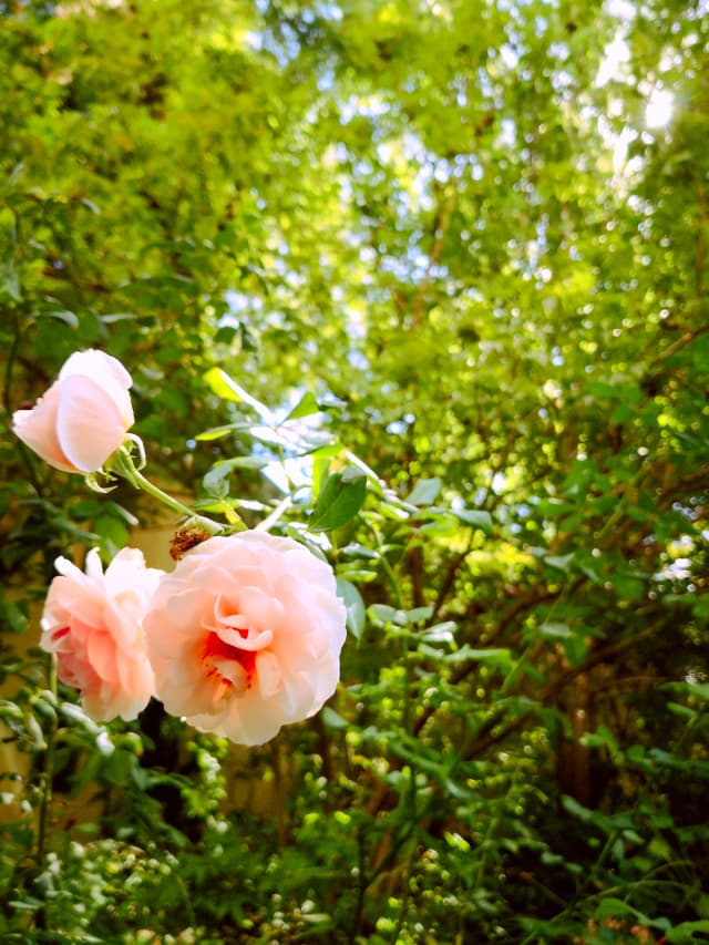 Photo of pink flowers