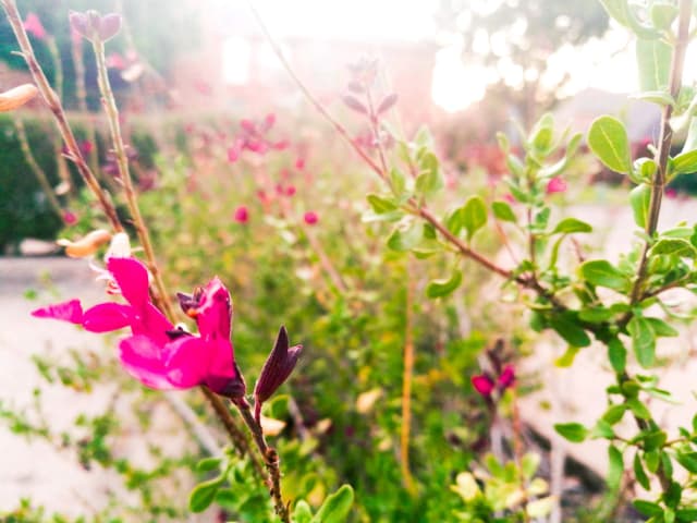 Photo of a pink flower (wide)