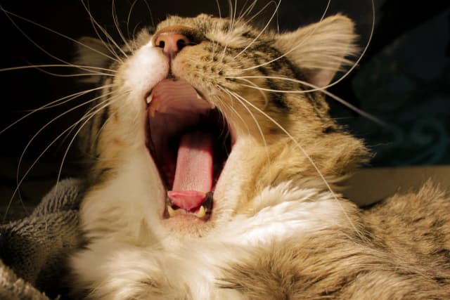 Photo of a cat yawning