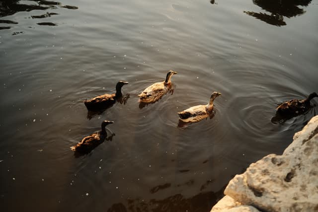 Photo of five ducks swimming