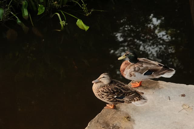 Photo of two ducks sitting