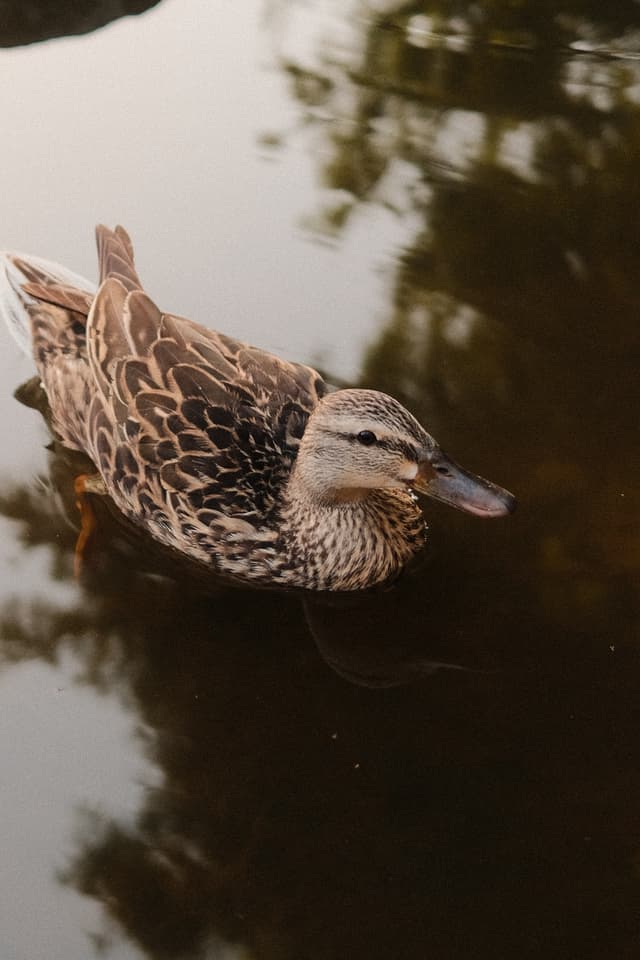 Photo of a female duck